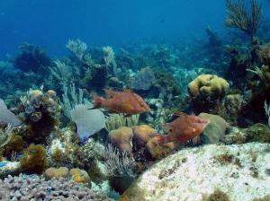 phoca_thumb_m_image071 Zdjęcia