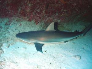 phoca_thumb_m_image073 Zdjęcia