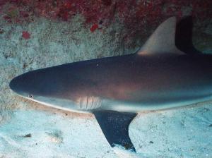 phoca_thumb_m_image074 Zdjęcia