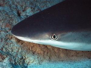 phoca_thumb_m_image075 Zdjęcia