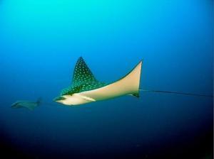 phoca_thumb_m_image076 Zdjęcia