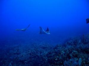 phoca_thumb_m_image077 Zdjęcia