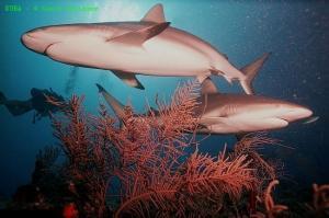 phoca_thumb_m_image029 Zdjęcia