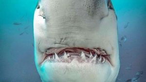phoca_thumb_m_GB_bottom6 Zdjęcia