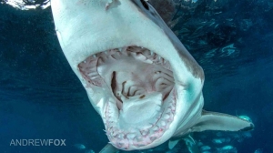 phoca_thumb_m_GB_surface10 Zdjęcia