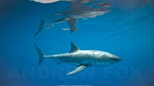 phoca_thumb_m_GB_surface4 Zdjęcia