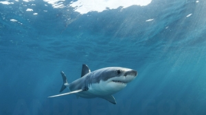 phoca_thumb_m_GB_surface5 Zdjęcia