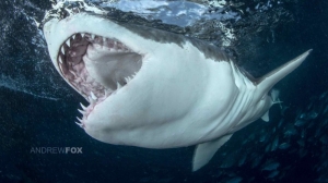 phoca_thumb_m_GB_surface8 Zdjęcia