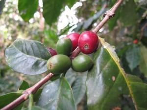 phoca_thumb_m_Sierra_Escamrey_coffee Zdjęcia