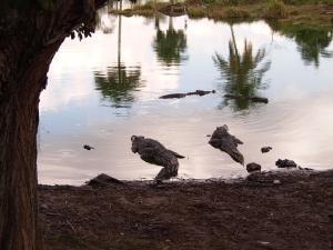 phoca_thumb_m_P1103353 Zdjęcia