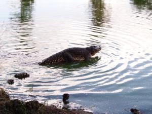 phoca_thumb_m_P1103363 Zdjęcia