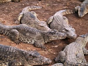 phoca_thumb_m_P1103381 Zdjęcia