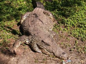 phoca_thumb_m_P1103411 Zdjęcia
