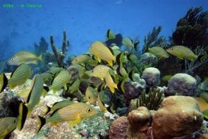 phoca_thumb_m_image005 Zdjęcia
