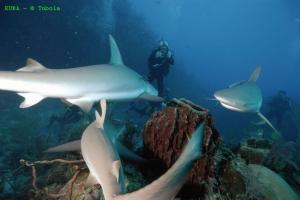 phoca_thumb_m_image018 Zdjęcia
