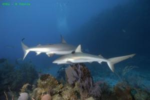 phoca_thumb_m_image026 Zdjęcia