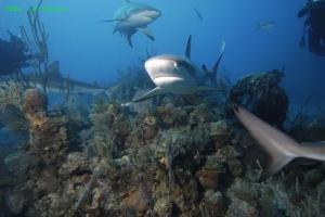 phoca_thumb_m_image037 Zdjęcia