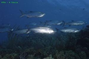 phoca_thumb_m_image043 Zdjęcia