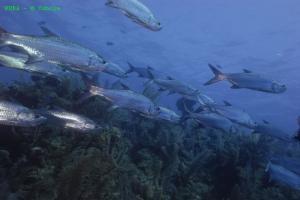 phoca_thumb_m_image045 Zdjęcia