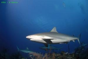 phoca_thumb_m_image047 Zdjęcia