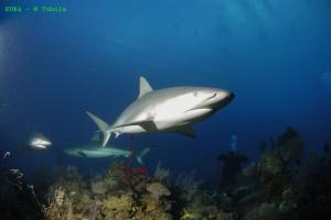 phoca_thumb_m_image049 Zdjęcia