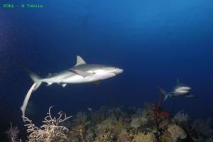 phoca_thumb_m_image050 Zdjęcia