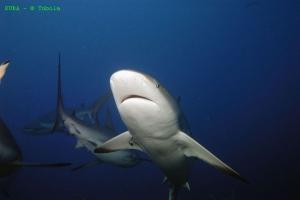 phoca_thumb_m_image052 Zdjęcia