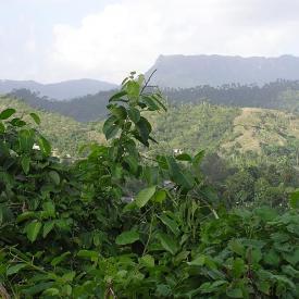 baracoa4v