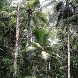 baracoa6v