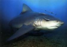 Bullshark